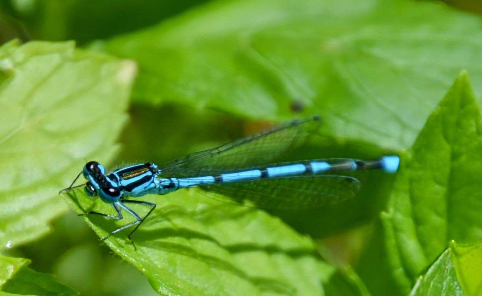 Libelle
