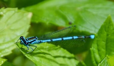 Libelle