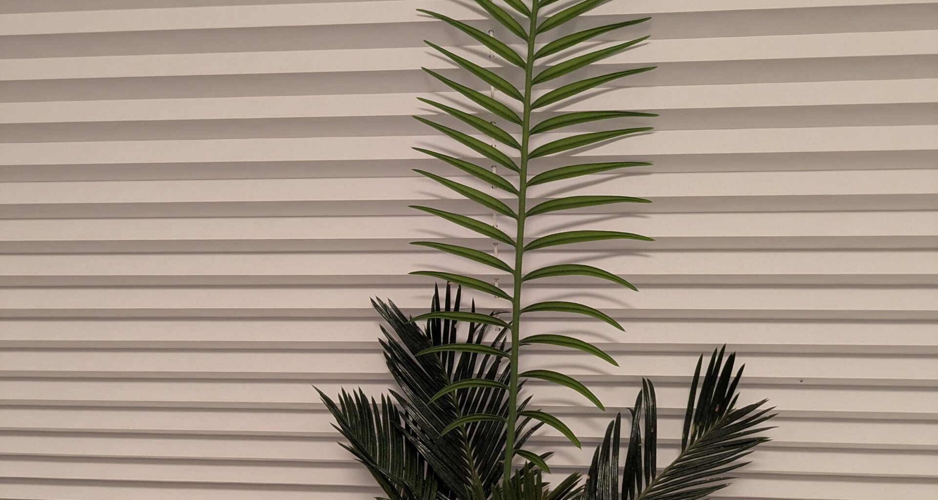 Dinosaurierpalme - Riesentrieb