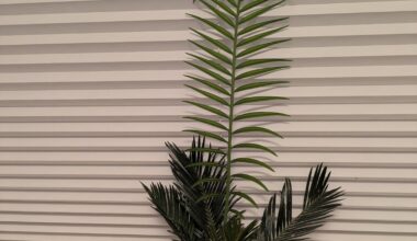 Dinosaurierpalme - Riesentrieb