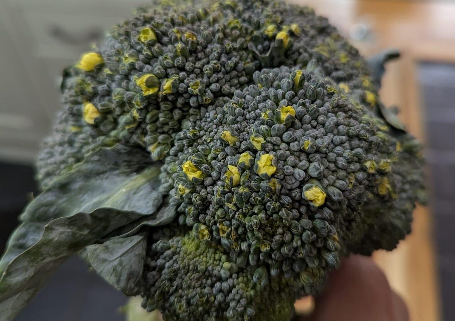 Tesco delivered my shopping with a flowering broccoli.