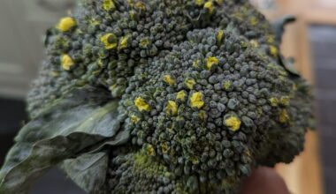 Tesco delivered my shopping with a flowering broccoli.