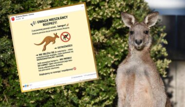 Hunt launched as kangaroo hops to freedom in Polish town