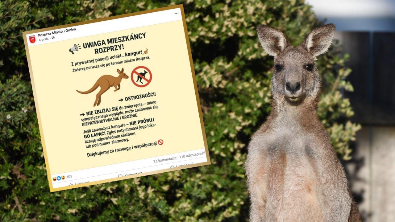 Hunt launched as kangaroo hops to freedom in Polish town