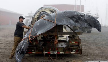 Proposed House bill would weaken Marine Mammal Protection Act, endangering whales, dolphins and more
