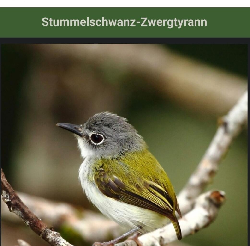 Ich🦚Iel