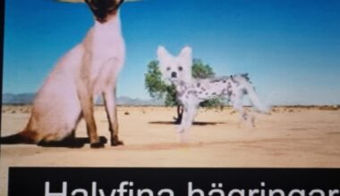 Halvfina hägringar?
