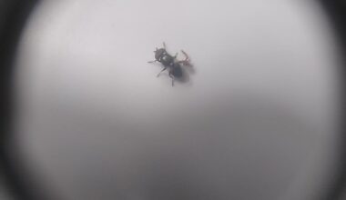 Ein Pseudoskorpion mit seinem Privatjet