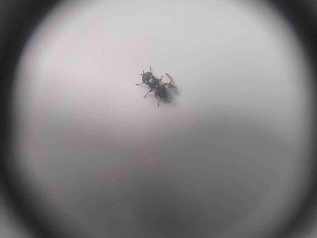 Ein Pseudoskorpion mit seinem Privatjet