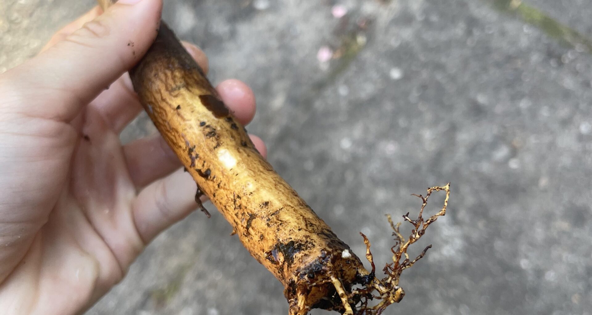 Glückskastanie Hilfe