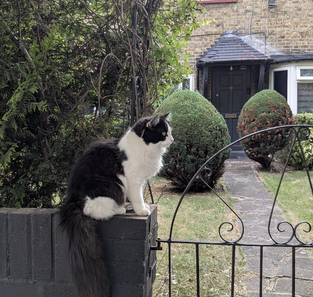 Cats of London