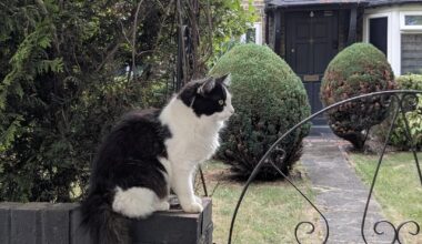 Cats of London