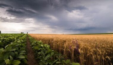 Tariffs and extreme weather push Midwest farmers to the brink