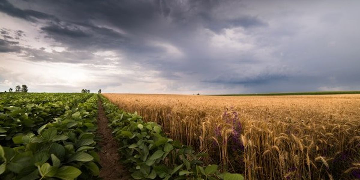 Tariffs and extreme weather push Midwest farmers to the brink