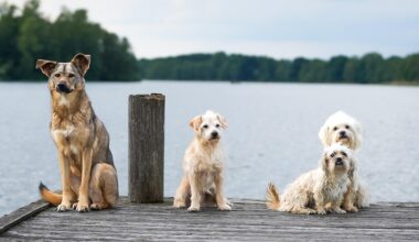 cover Legality of two-dog rule in Limassol questioned