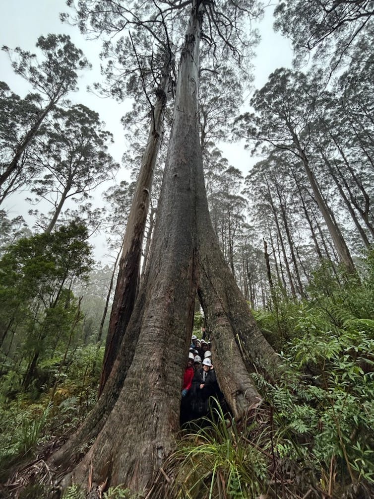 A group of people take shelter inside the hollow base of a huge mountain ash tree