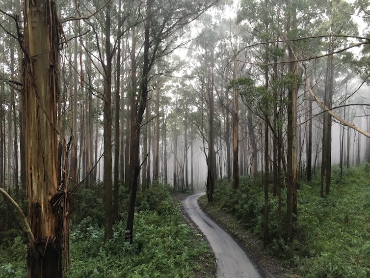 A path winds through _Eucalyptus regnans_ regrowth in the morning mist.