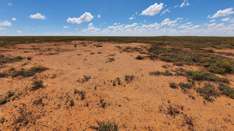 The arid landscape in South Australia where plains-wanderers were found has large patches of bare ground.