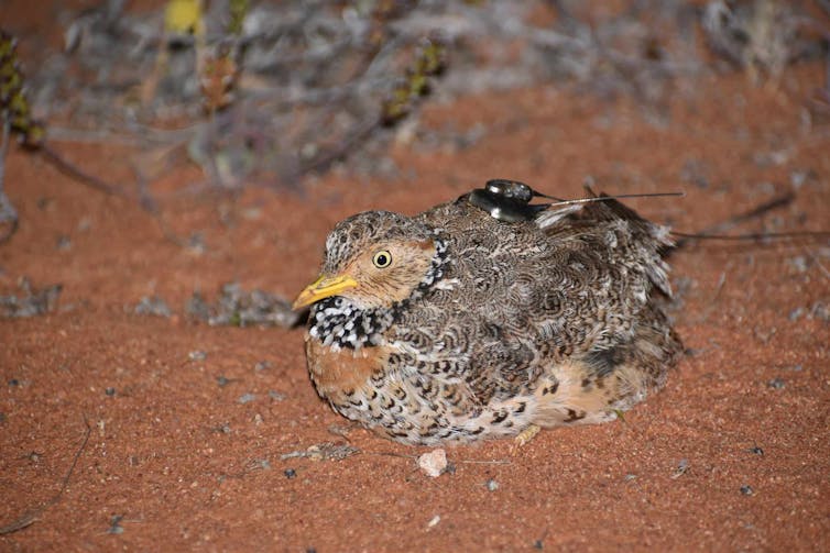 A female plains-wanderer wearing a GPS backpack crouching on the red earth