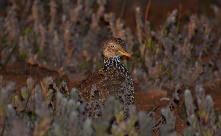 A female plains-wanderer in open shrublands dominated by the low-growing woody herb _Sclerolaena_.