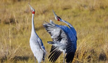Want to see Australia’s rare and remarkable species for yourself? Here are 10 standout spots