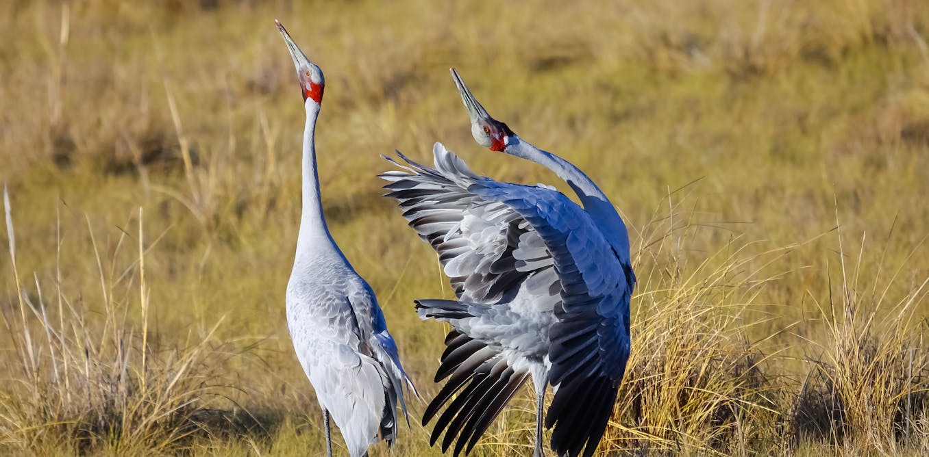 Want to see Australia’s rare and remarkable species for yourself? Here are 10 standout spots