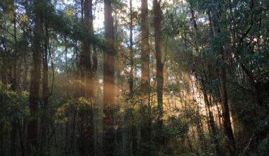 Climate change is driving a silent, sinister change in Australia’s mountain ash forests