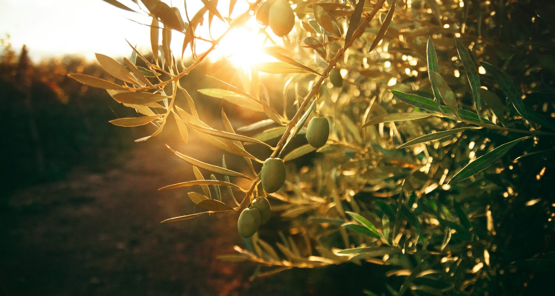 Croatian Olive Growing to be in Focus of New York
