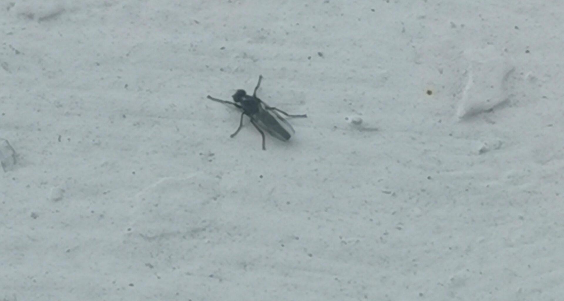 Anyone getting loads of these on windows and windowsills?