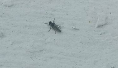 Anyone getting loads of these on windows and windowsills?