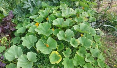 Allgemeine Kürbifizierung