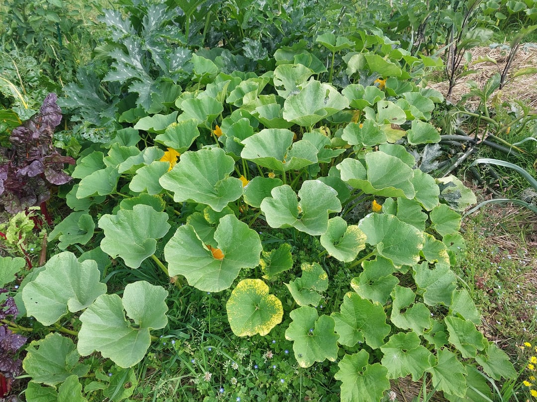 Allgemeine Kürbifizierung