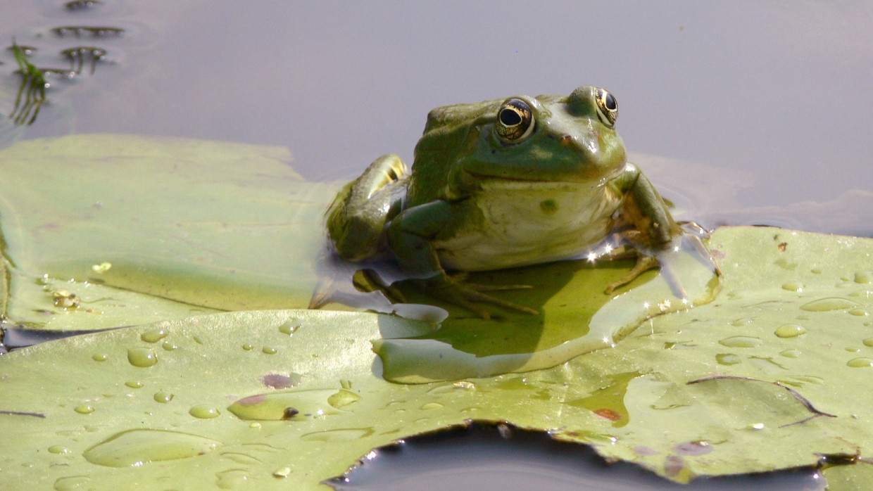 Frosch im Donaudelta. (Symbolbild)