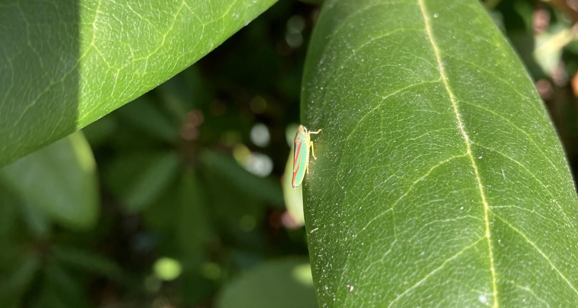 Was sind das für Tierchen?