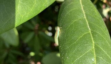 Was sind das für Tierchen?