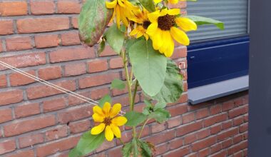 Sonnenblume mit unterschiedlichen Köpfen