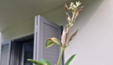 Olivenbaum Krankheit oder schädlinge