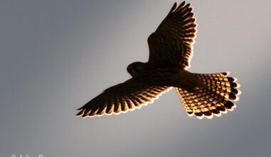 Turmfalke :)