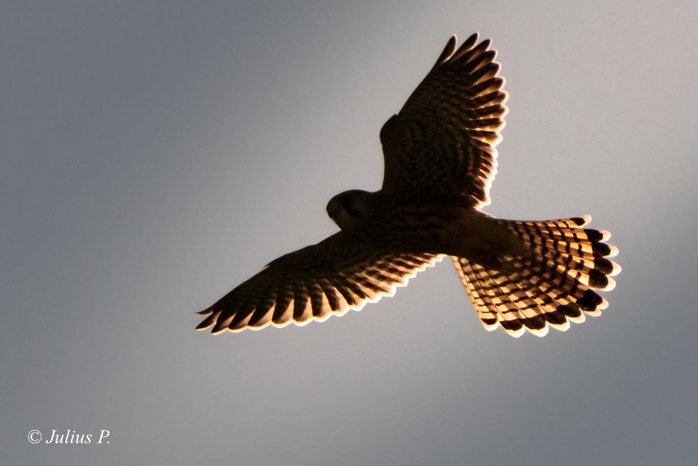 Turmfalke :)
