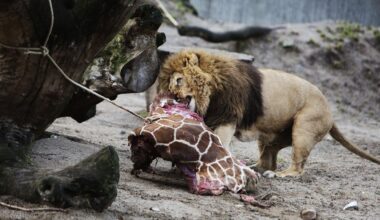 Dansk zoo går verden rundt, efter de bad folk aflevere deres kæledyr som foder - Jeg vidste, det var Danmark, så snart jeg så overskriften, skriver en amerikaner. For aflivningen af girafungen Marius har sat spor.