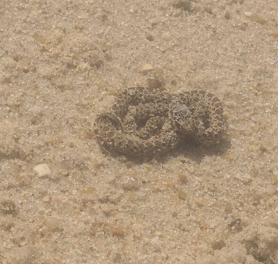 Vi esta cobra na praia