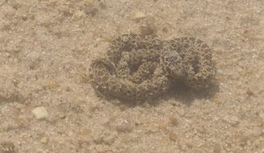 Vi esta cobra na praia
