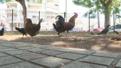 Gallinas en Torrevieja