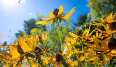 Got a green thumb? How Canadians can cultivate their gardens