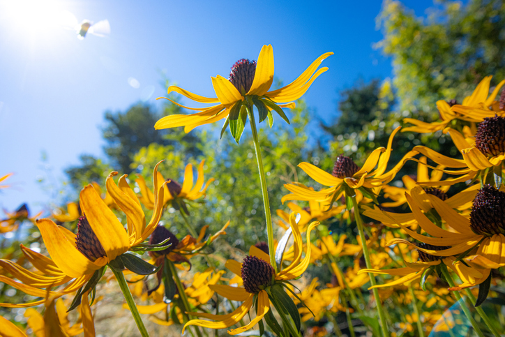 Got a green thumb? How Canadians can cultivate their gardens