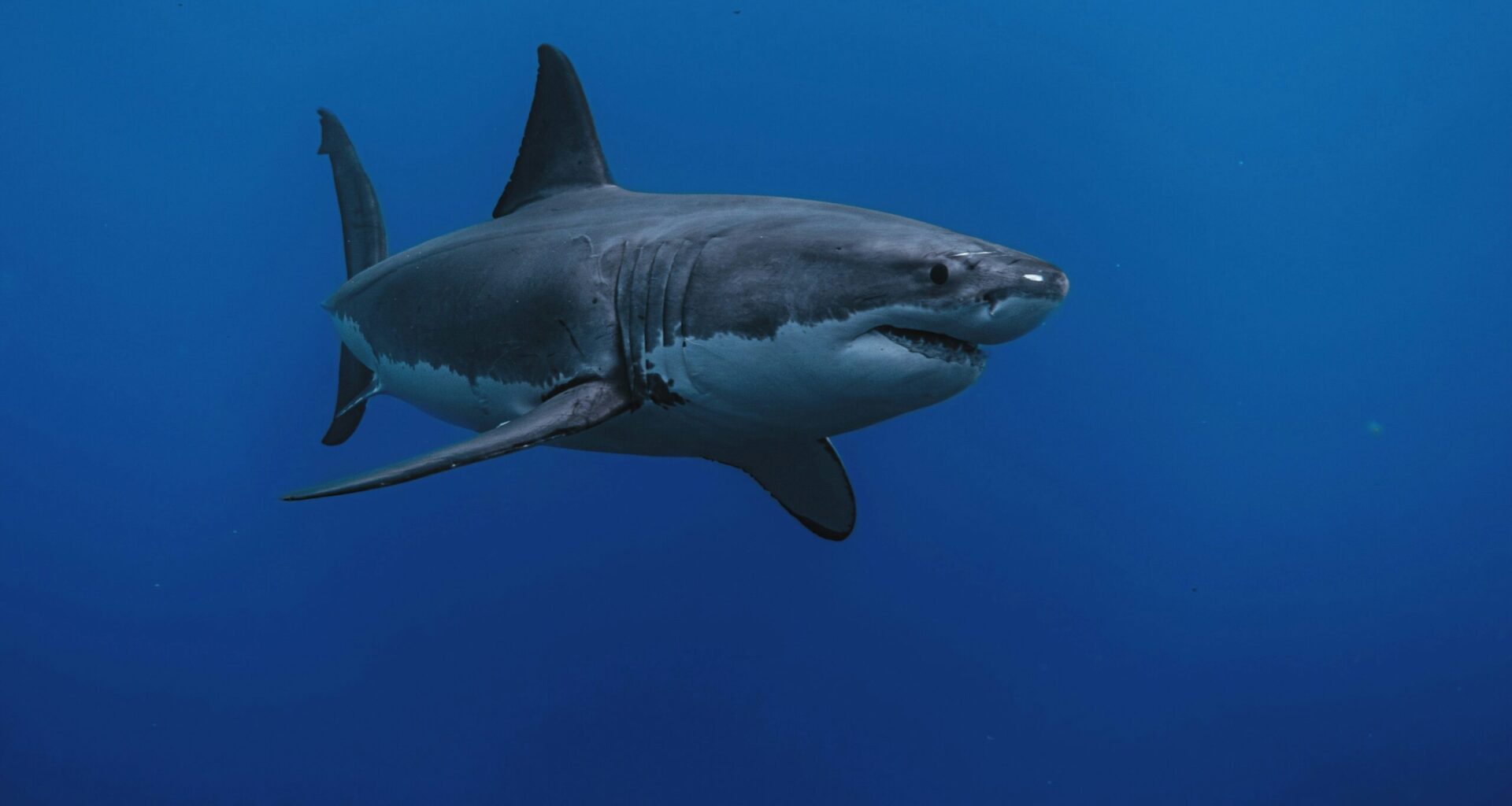 Footage of Great White Sharks in Croatian Waters - "No Need to Fear"