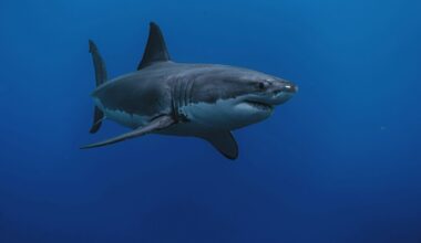 Footage of Great White Sharks in Croatian Waters - "No Need to Fear"