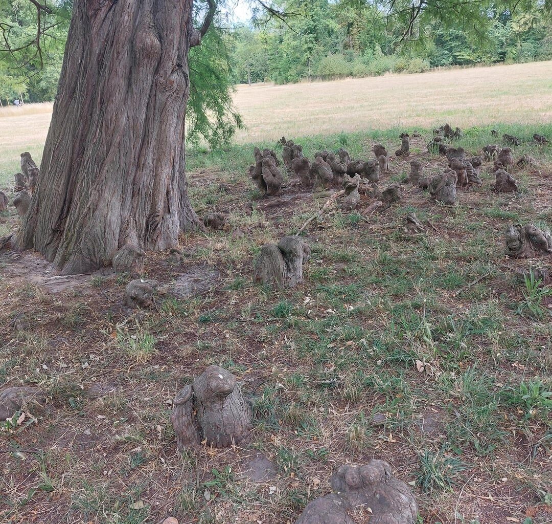 Weiß jemand was das um dem baum herum ist?