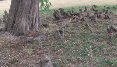 Weiß jemand was das um dem baum herum ist?
