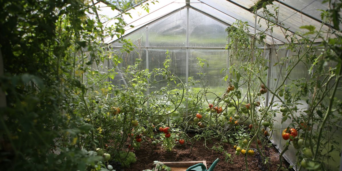 Geothermal energy fuels Colorado greenhouses that grow food through winter